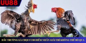 Đấu Trường Gà Chọi Uu88 Điểm Nhấn Giải Trí Không Thể Bỏ Qua