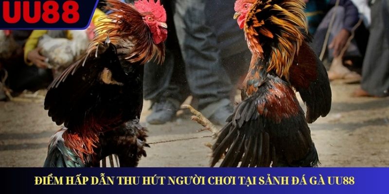 Điểm hấp dẫn thu hút người chơi tại sảnh đá gà UU88