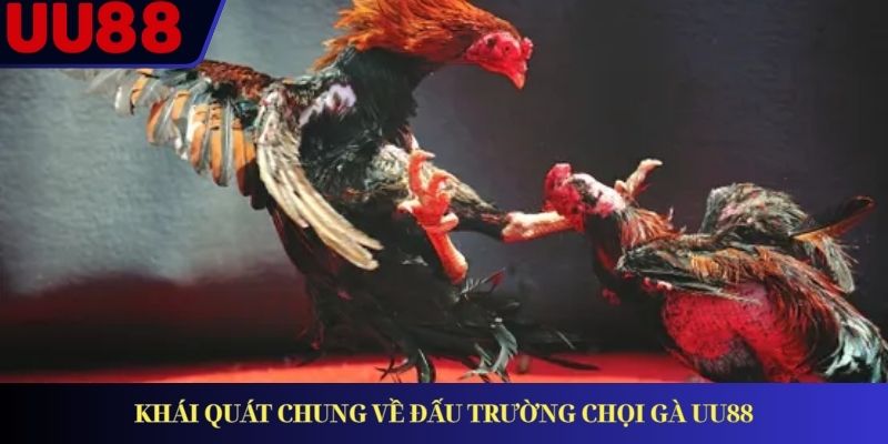 Khái quát chung về đấu trường chọi gà UU88