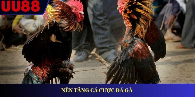 Nền tảng cá cược đá gà Nền tảng cá cược đá gà